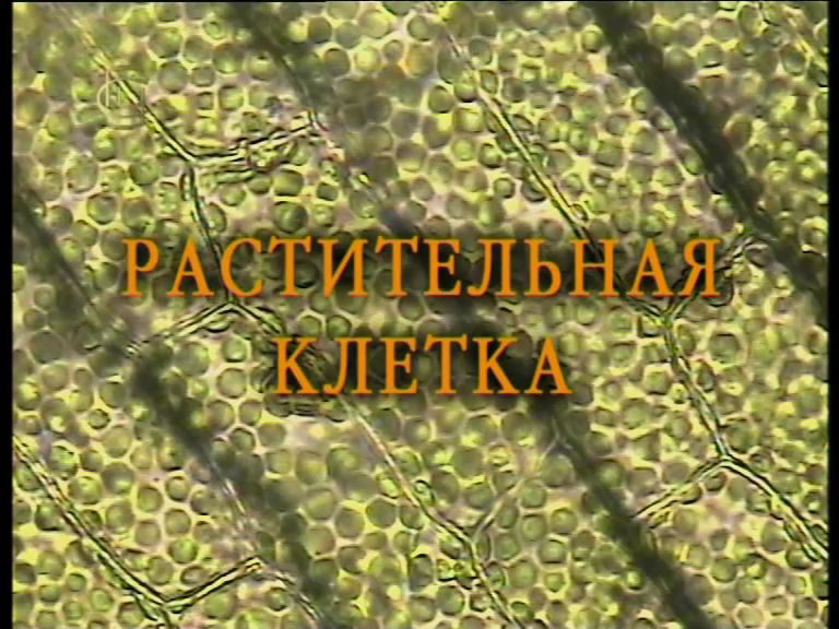 Растительная клетка