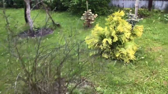 Моя любимая дача 3 июня 2020. Потоп на участке, а хвойным нравится!❤️ Новые посадки. Ель The Blues❤ смотреть онлайн