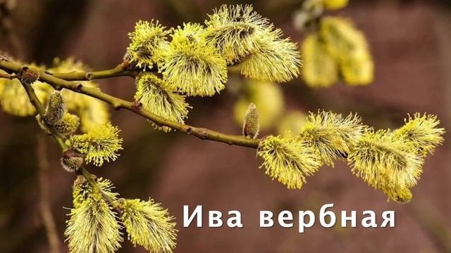 Занятие для дошкольников. О природе. Майская прогулка в лесу. Деревья весной