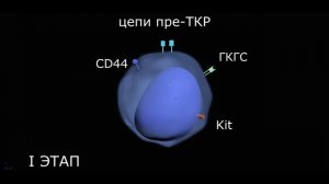 Антигеннезависимая дифференцировка Т-хелперов