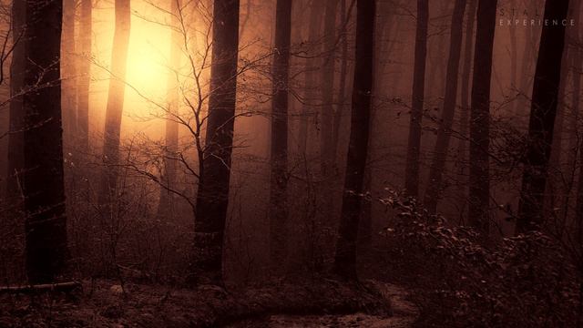 Red Forest | Dark Ambient Mix смотреть онлайн