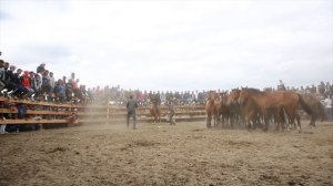 Обезбашенные табунщики