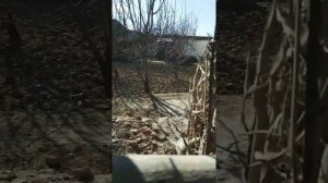 NAMANGANDA ZAPAL VIDEO QOROVUL USHLANDI 2021 Наманганда запал видео коровул ушланди 2021