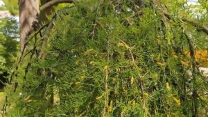 Caragana arborescens 'Walker' čimišník obecný