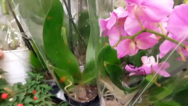 Орхидеи и другие растения в Леруа Мерлен.Ассортимент,цены. смотреть онлайн