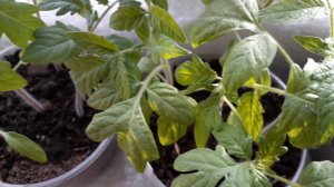 .Рассада томатов без подсветки,без пикировки и без подкормки.