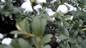 Живой забор из кустарника зимой под снегом не замерзает! Как кустарник называется-кто знает!