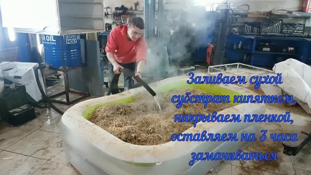 Как вырастить грибы? Еринги, вешенка, Степной белый гриб, шитаки
