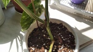 Монстера Альба.