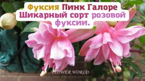 Фуксия Пинк Галоре (Рink Galore) – шикарный сорт розовой фуксии.