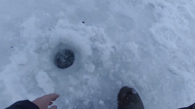 Форель Красногорск спорт зона лёд 2021. Trout from the ice.