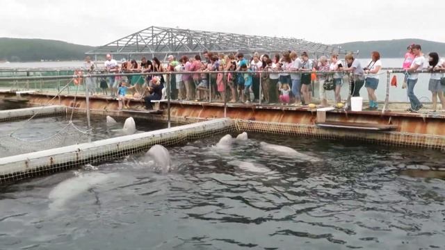 Ливадия , белухи в Приморском крае , дельфинарий смотреть онлайн