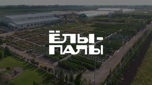 Питомник растений "Ёлы-палы" Самарская обл. село Подстёпки.