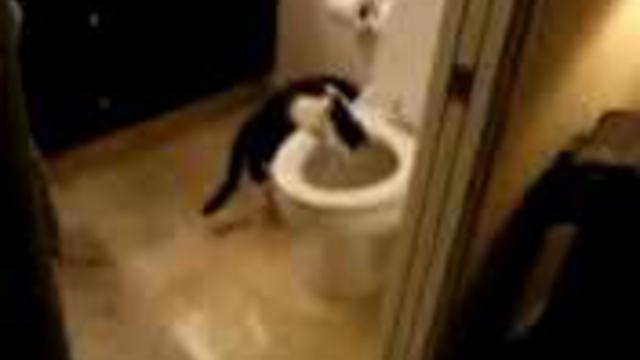 Просто уникальный котик