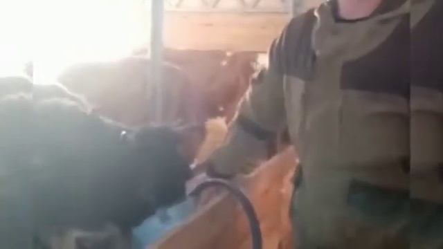 Автоматическое поение коров.