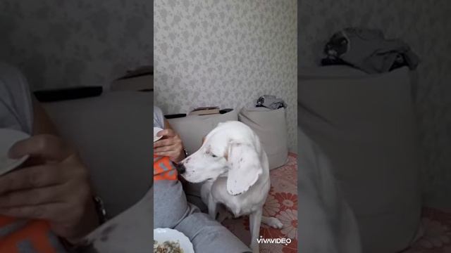 смешная собака смотреть онлайн