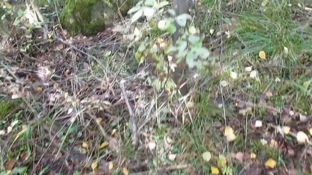 МЕТАЛОКОП В ЛЕСУ//СОБИРАЕМ ГРИБЫ//ДЫШИМ ЛЕСОМ
