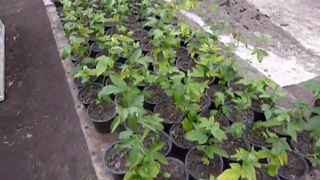 Маракуйя Северная Саженцы в отличном состоянии