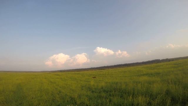 Курцхаар Пола,дупель,промах смотреть онлайн