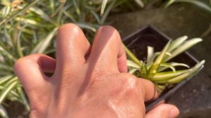 INDOOR Spider Plant|Chlorophytum Comosum