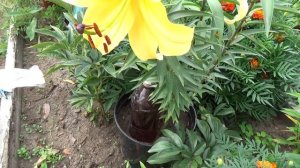 Лилии Восточные-размножение.