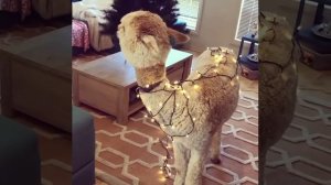 Самое милое животное Альпака) The cutest Alpaca animal)