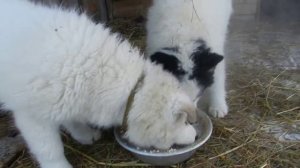 якутская лайка 3 месяца