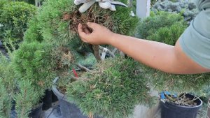 чистим сосну горную от сухих веток . чтобы не кто не завёлся.