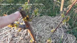 Обрезка черешни при посаде - 4 моих примера