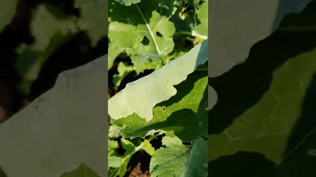 Брюква смотреть онлайн