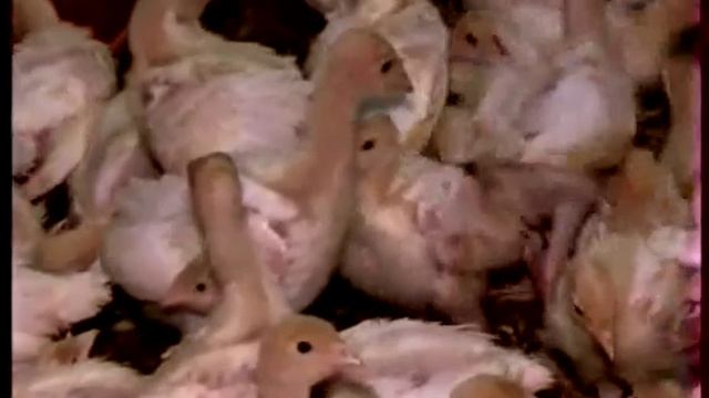 Производство мяса индейки смотреть онлайн