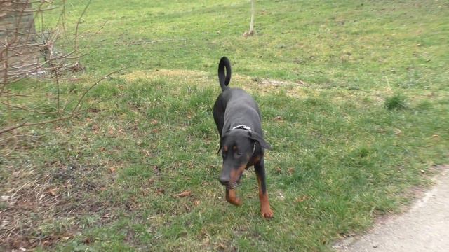 Doberman смотреть онлайн