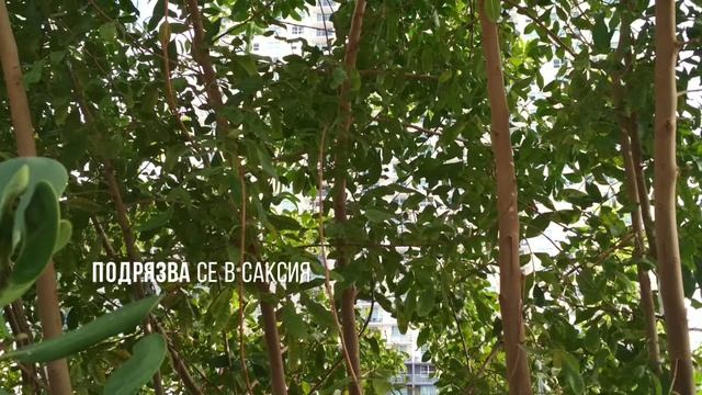 Бразилски пипер (Schinus terebinthifolia ). Интересно, красиво и екзотично! смотреть онлайн