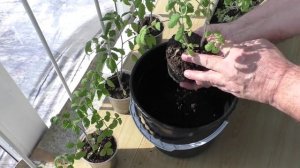 Переваливаю рассаду ранних помидоров в ведерки по семь литров.