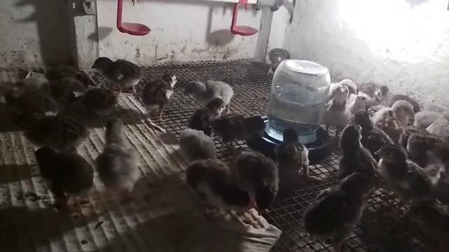Цыплята цесарки