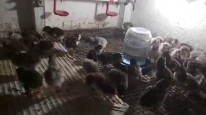 Цыплята цесарки