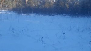 Охота на куницу с лайками