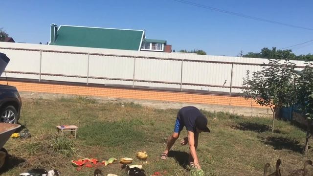 Дыни и арбузы ? для наших уток ! От сельчан . смотреть онлайн