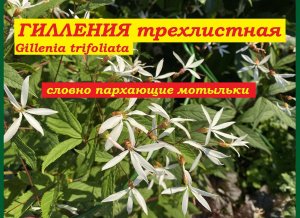 Гилления трехлистная Gillenia trifoliata