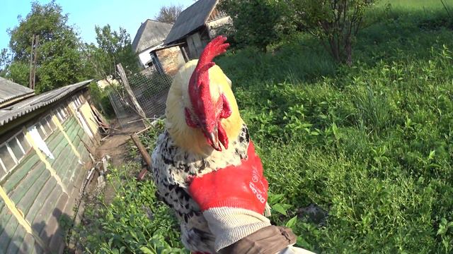 Волки, козлы, капуста смотреть онлайн