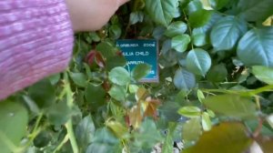 Все названия роз. Для любителей цветов | Волшебный сад роз. Часть 2