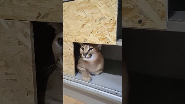 Новые невесты для Каракала Вишни.Caracal Cherry and his kitties. #каракет #caracal #cat #animal