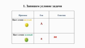 Тема 31. Цитологические основы наследования признаков при моногибридном скрещивании