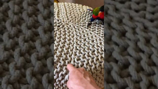 Попугай и его любимая игрушка 🤪