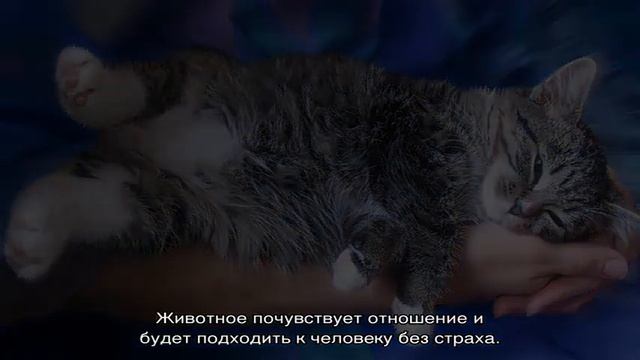 Как приучить котенка к рукам: причины страха и способы обучения