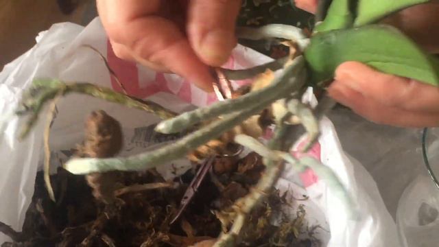 ÇİÇEKLERİ ANİDEN DÖKÜLEN YAPRAKLARI YUMUŞAYAN TOMURCUKLARI KURUYAN ORKİDEYE SU KÜLTÜRÜ UYGULAMASI смотреть онлайн