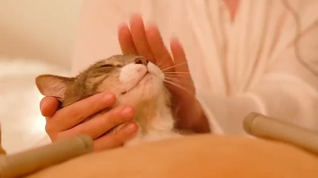 1 Hour  AMSR  Healing Cat Massage