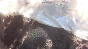 4115 Корм на даче для  диких дождевых червей