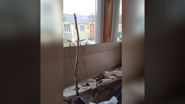 Малиновое дерево: правда или вымысел? Контрольная закупка в интернет магазине. смотреть онлайн