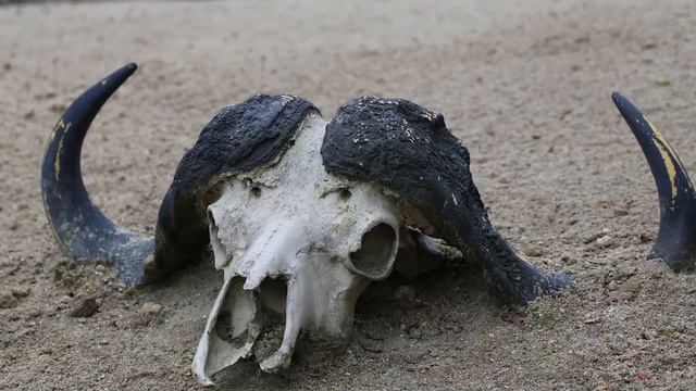 7 Theories About the Mysterious Vanishing Of Roanoke Colony смотреть онлайн